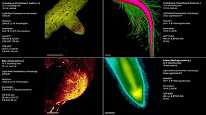 18K views · 414 reactions | Light-sheet fluorescence microscopy (LSFM) methods collectively represent the major breakthrough in developmental bio-imaging of living multicellular organisms. Nature Plants publication: https://buff.ly/2JL0vep | Plantae | Facebook