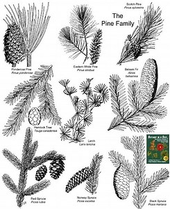 Pinaceae - Alchetron, The Free Social Encyclopedia