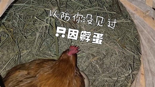 以防你没见过只因孵假鸡蛋