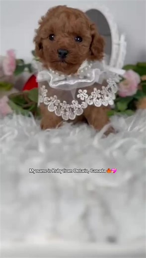 I'm a tiny toy poodle that is looking for her perfect forever home this Valentine’s 🎀♥️ Exclusively at Ontario Puppy Boutique 🇨🇦 #toypoodle #canadiantiktok #puppylove #canada #adoptme