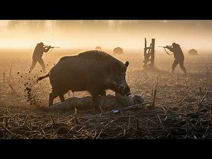 Russia Overrun by Wild Boars — 72 Trapped in One Night Shocked Farmers!