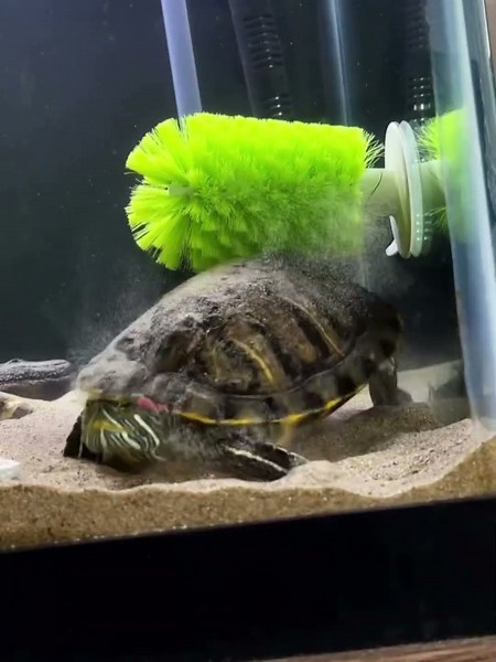 Diese Schildkröte hat eine neue Obsession 😂🐢#germany