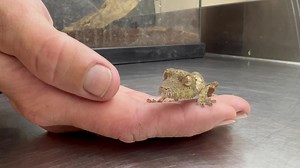 2.5K views · 202 reactions | Leapin' lizard (literally!) Check out the surprise jump from this baby leaf-tailed gecko. We are currently raising 2 gecko hatchlings behind the scenes at our Reptile and Amphibian Discovery Room. They're about 2 months old and their names are Mintaka and Thrash. These vulnerable species are only found in a very limited range in Northern Madagascar, so we are happy to welcome more of these species to the world. | Oakland Zoo | Facebook