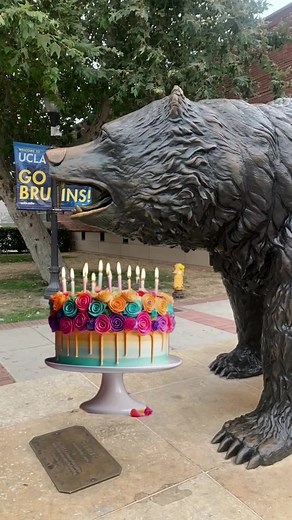 Happy birthday to our mighty Bruin Bear statue! 🐻💙💛 You make 40 look like the new 30! Make sure to stop by for a b-day selfie and a bear hug! #ucla #college #mascot #funny #birthday #fyp @UCLA Alumni