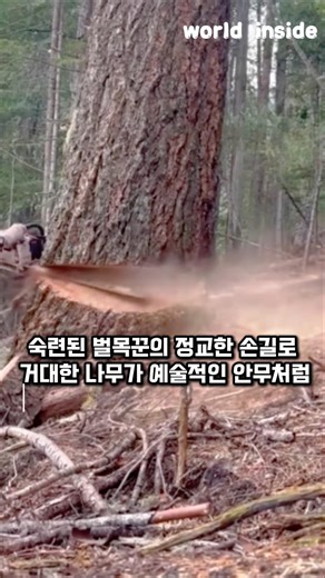 전문가의 정교한 벌목 기술 #worker #process #woodcutting #timber #safety