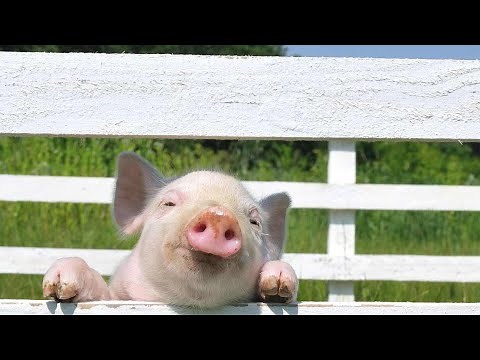 How to Prepare Home for Potbellied Pig | Pet Pigs