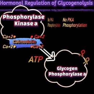 Hormonal Regulation of Glycogenolysis @Metabolism Made Easy