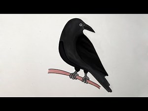 how to draw a raven | how to draw a raven on a branch | raven drawing easy
