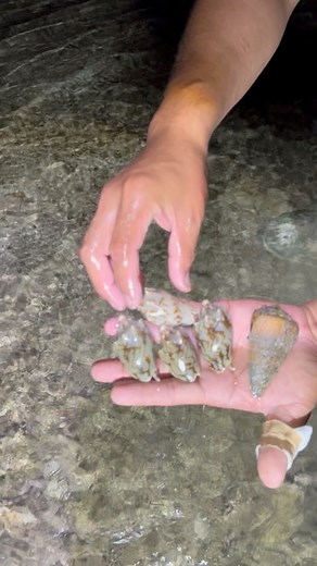 142K views · 776 reactions | What is the names of these shells? | Ran Olivares | Facebook