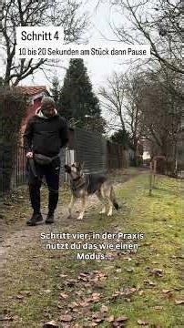 Dein Hund ignoriert dich draußen? 1-2-3 Pattern Game (reaktiver Hund)