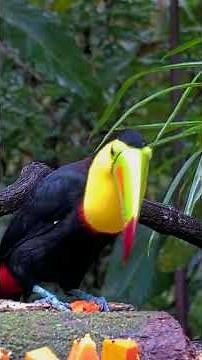 Toucan Picks Papaya For Breakfast Feast in Panama