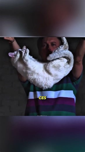 Le mystère du chat qui se retourne en plein air