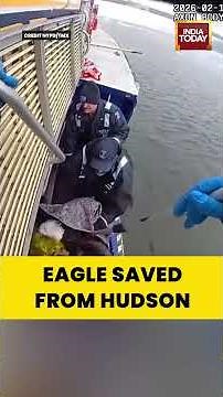 Viral Video: Bodycam Shows NYPD Harbor Unit Rescuing Bald Eagle From Hudson River