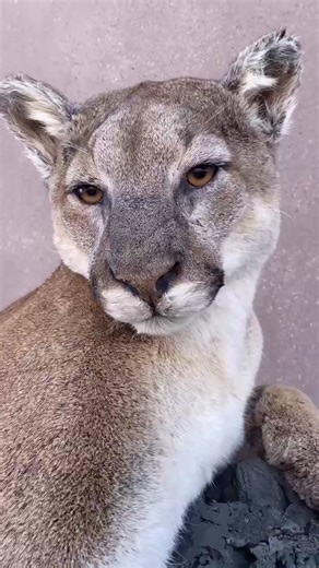 The Art of Taxidermy: Crafting a Mountain Lion Mount