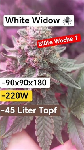 White Widow 🕷️ Blüte Woche 7.. @Grow-Mit-Liebe @GReeeN #brokoli