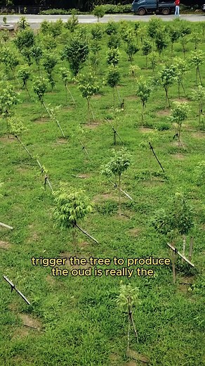 22K views · 434 reactions | Iba Botanicals and its wholly-owned...