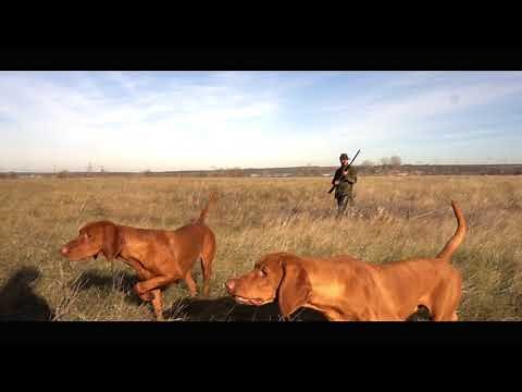 Kutyámmal Vadászom Hound - Munkában a magyar vizsla