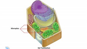 Sel Adalah Pembentuk Makhluk Hidup, Ketahui Fungsi dan Cirinya