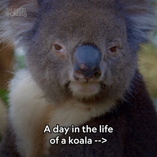 212K views · 4.6K reactions | Shh...it’s nap time (again)  Koalas have evolved special liver enzymes and gut bacteria to handle their toxic eucalyptus diet, but it comes at a cost. With so little energy from their food, they spend up to 20 hours a day sleeping. | National Geographic Animals | Facebook