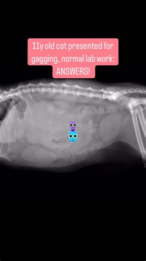 Vision Veterinary Imaging | As usual I present you this cool case that I had to pleasure to see 🤗 Cat was gagging most likely because the cysts are occupying the... | Instagram