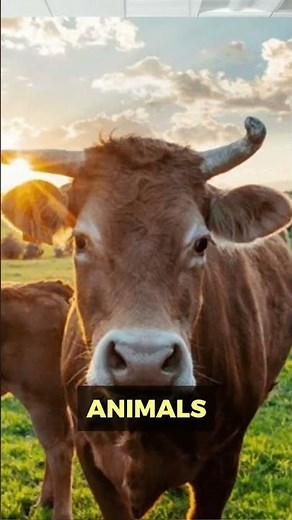 What Is OptiMSM? The Sulfur That Fuels Recovery