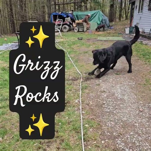 Black Lab Playing with a Rock Grizz Rocks Lorde Royals