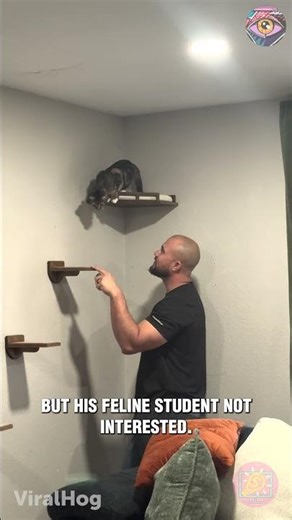 Cat Ignores Dad’s Fancy Steps and Takes the Shortcut 🐱🤣