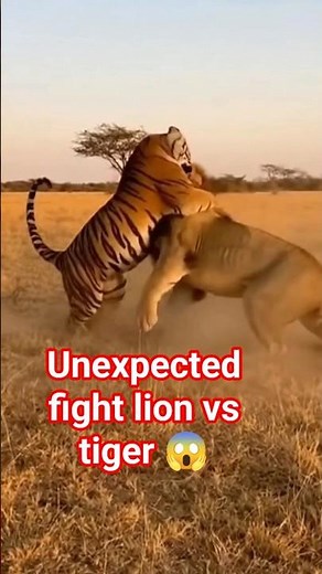 "Ultimate Showdown: Lion vs Tiger – Who is the Real King of the Jungle?" #LionVsTiger #TigerAttack