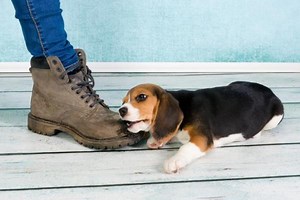 My Dog Keeps Biting My Feet When I Walk - Reasons and What to Do