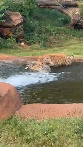 99K views · 2.6K reactions | No matter who you are or what species, a pool party is always a good idea! : Caretaker Mandi | Oklahoma City Zoo and Botanical Garden | Facebook