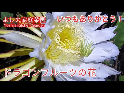 20250814 ドラゴンフルーツの花