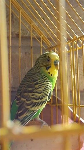 "Playful Budgies: Watch These Adorable Parakeets Have Fun!"