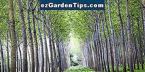 Schnell wachsende Bäume in Arizona 🌱 Tipps Gärtner - De.ezGardenTips.com