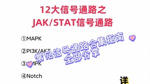 巨详细！JAK/STAT信号通路解析！给大家整理了12大信号通路合集指南，允许白嫖～