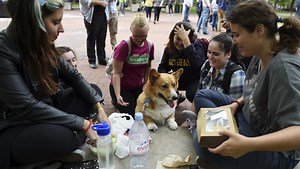 ‘Campus corgi’ spreads smiles at University of Michigan