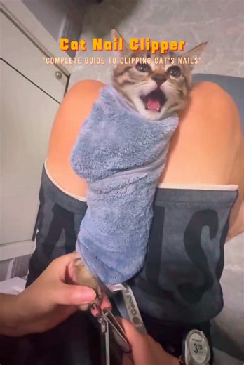 "Complete Guide to Clipping Cat's Nails"[Cat Nail Clipper]#cat#trimx#c... | Clipping Cat Claws