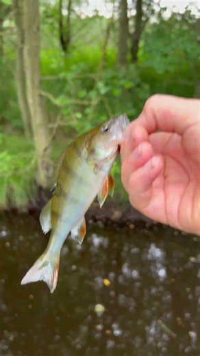 Great day of perch fishing🎣🐟 #fishing #shimano