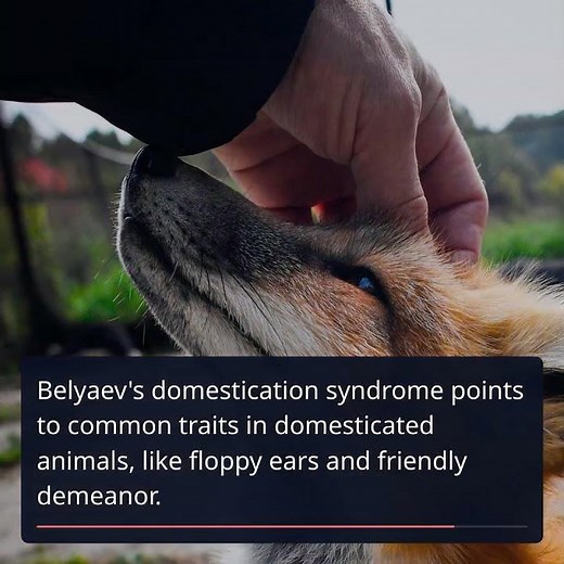 Lyudmila Trut: Revolutionizing Evolution with Silver Foxes