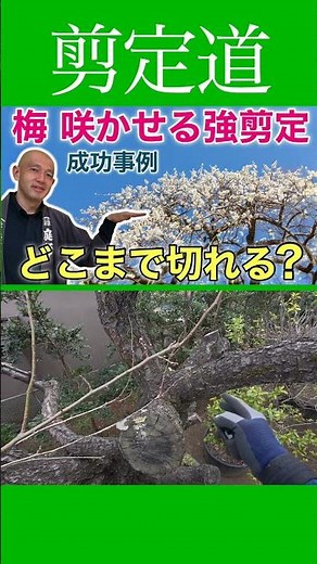 Successful example of heavy pruning of plum trees! How far can you cut them? #Pruning method #Gar...