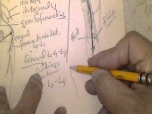 ANATOMIA 2.0: ARTERIAS, VENAS E INERVACION DE MIEMBRO INFERIOR 3/3