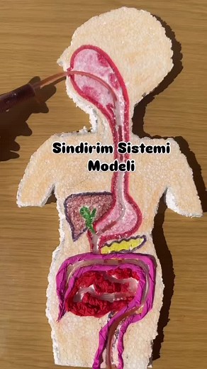 6. Sınıf Biyoloji Deneyleri ve Maket Örnekleri