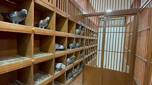 222K views · 5.5K reactions | anDaming Kalapati sa Dream Loft  | MADLA LOFT TV | Facebook