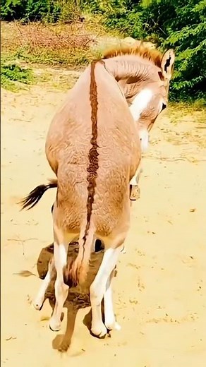 Donkey tharparkar meetup female donkey #animals #donkey