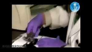 国外知名大学氢水治疗肿瘤实验