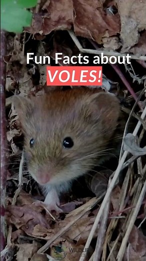 Voles vs. Mice: What’s the Difference?