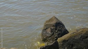 The Umgeni River or Mgeni River is a river in KwaZulu-Natal, South Africa. It rises in the "Dargle" in the KZN midlands, and its mouth is at Durban, some distance north of Durban's natural harbour.