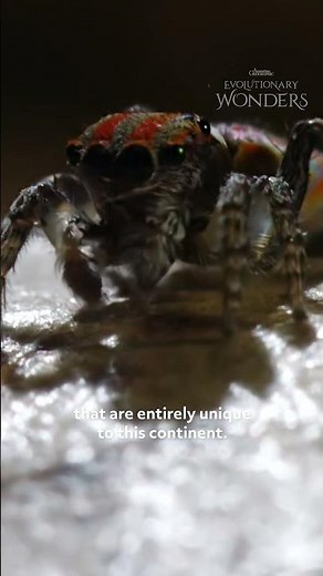 How Big Are Peacock Spiders?