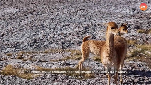 How COVID-19 Changed Animal Behavior Worldwide!