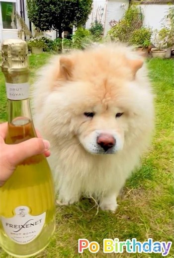 My Dog🐶Got a Steak Dinner & Champagne for His Birthday! 🐾🥂 Po’s Big Day!
