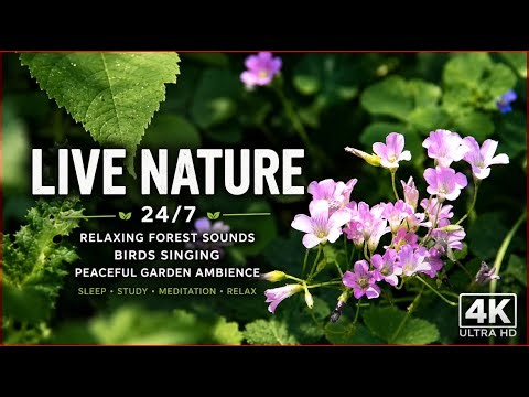 🌿 LIVE Nature 24/7 | Relaxing Forest Sounds, Birds Singing, Peaceful Garden Ambience for Sleep, Stu